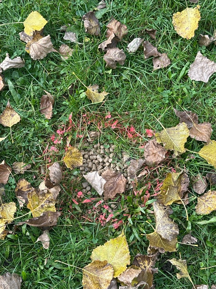 Giftköder-Köder, sieht aus wie Futter-Profilbild