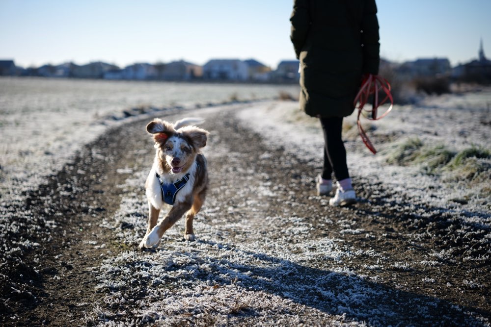 Hundetreffen-Spielen und Spazieren-Profilbild