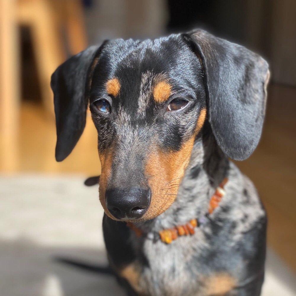 Hundetreffen-Spontanes Spazieren gehen-Profilbild