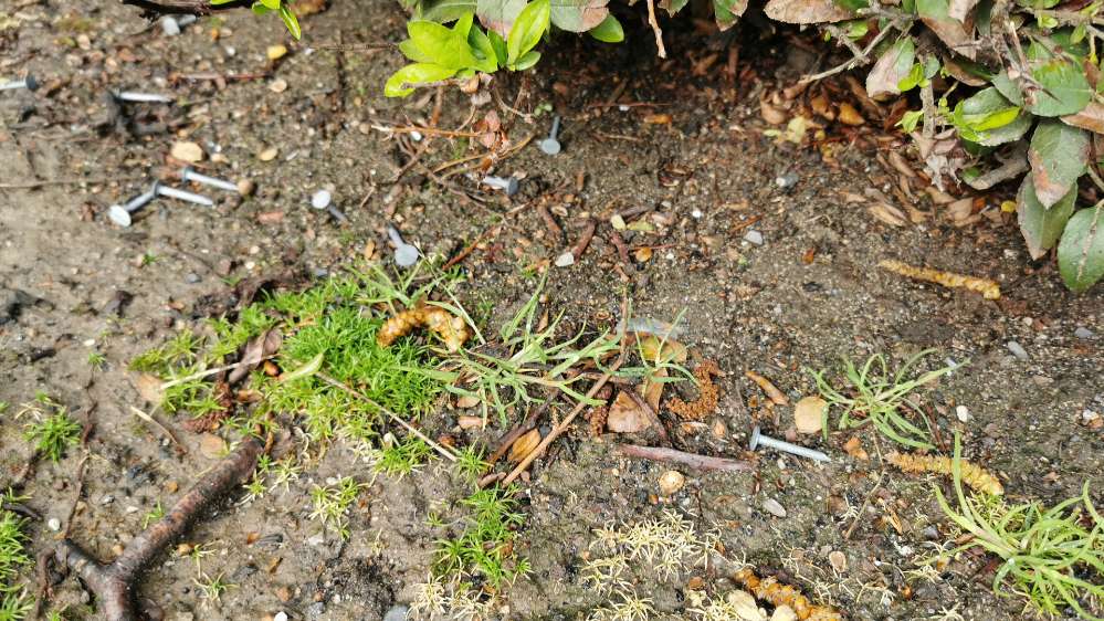 Giftköder-Nägel-Profilbild