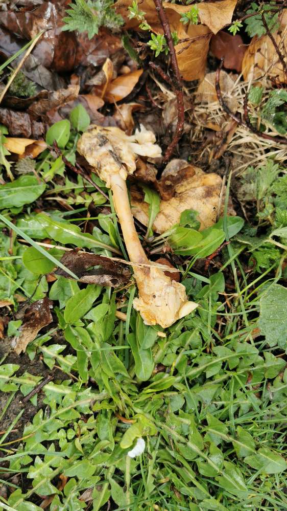 Giftköder-Knochenreste-Profilbild