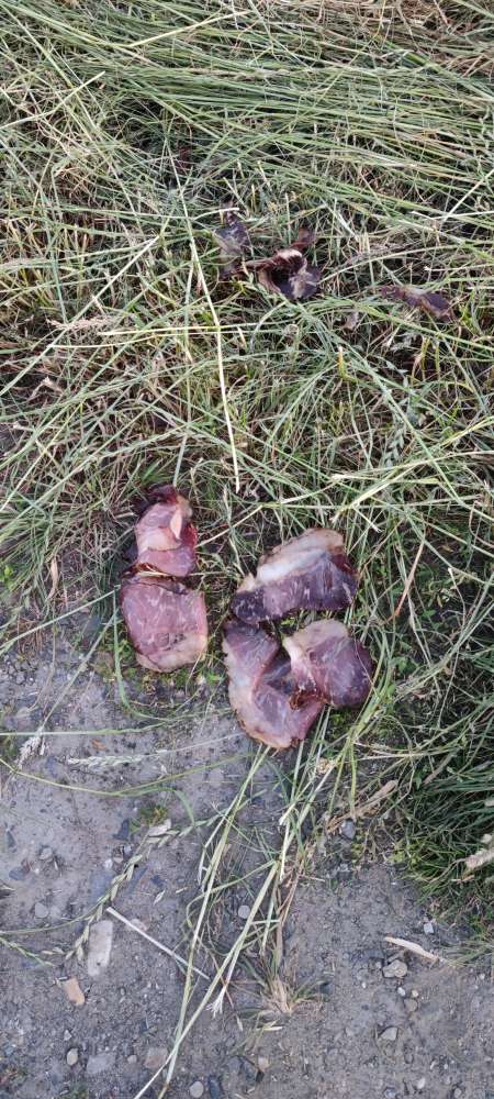 Giftköder-ausgelegter Schinken-Profilbild