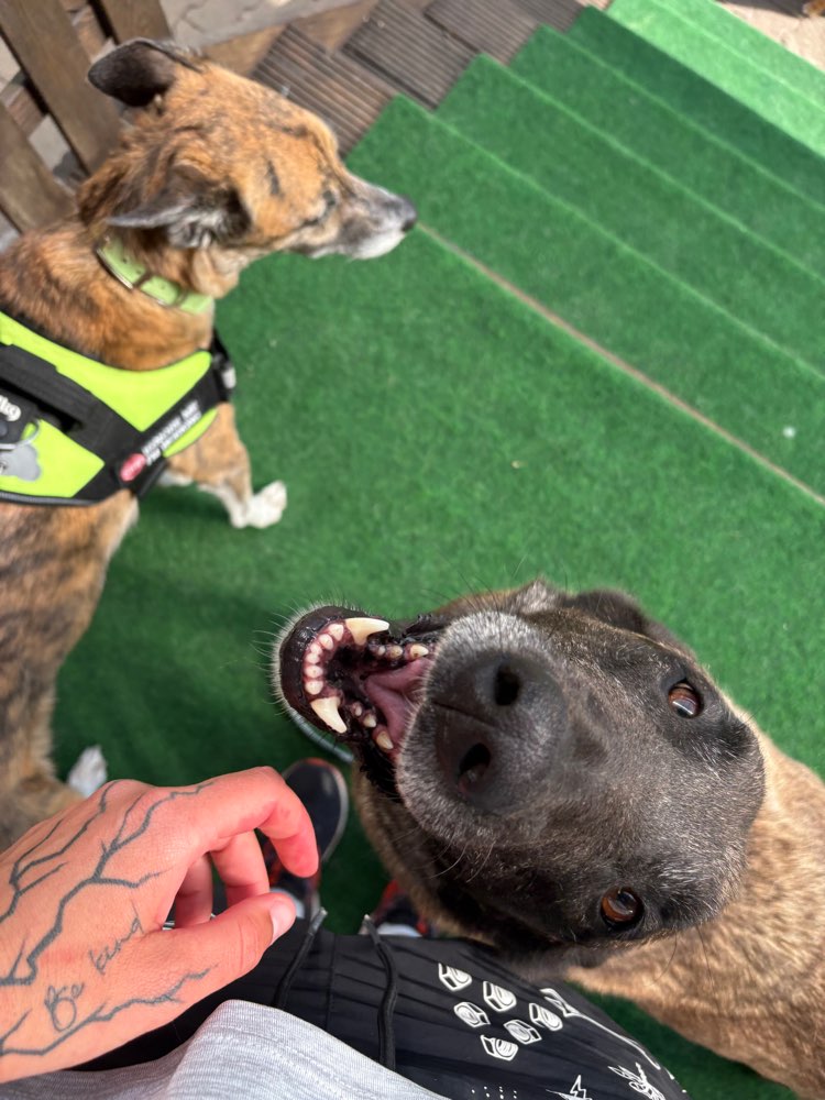 Hundetreffen-Gassirunden/ Grillabende und Community-Profilbild