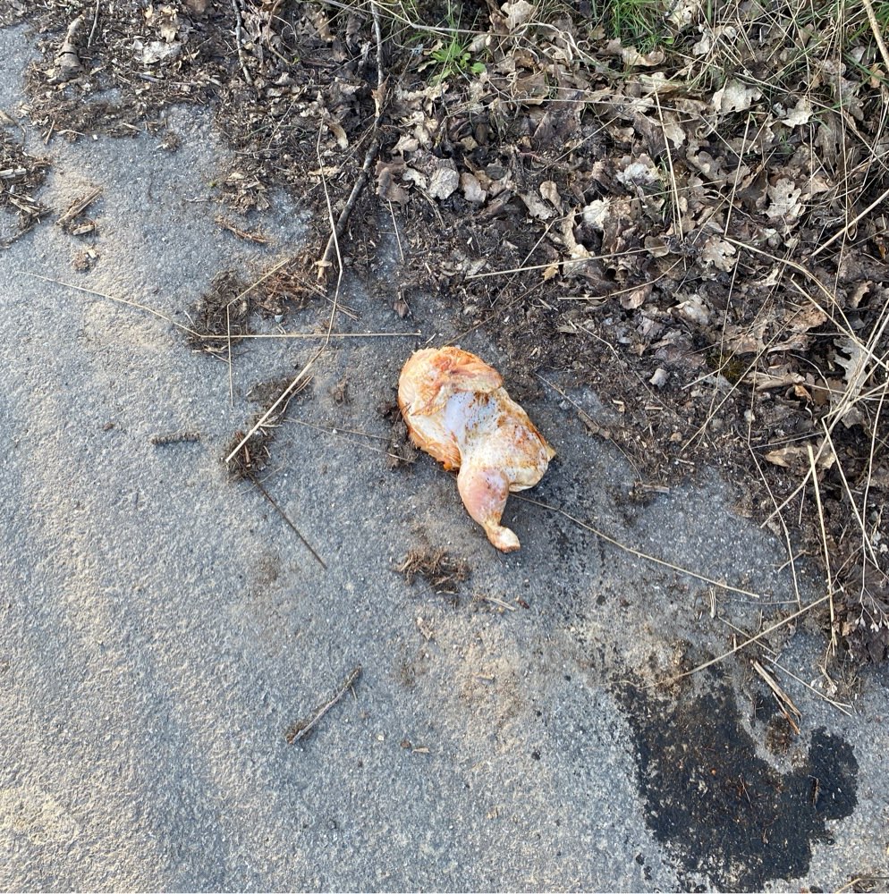 Giftköder-Gefahr besteht nicht mehr !!-Profilbild