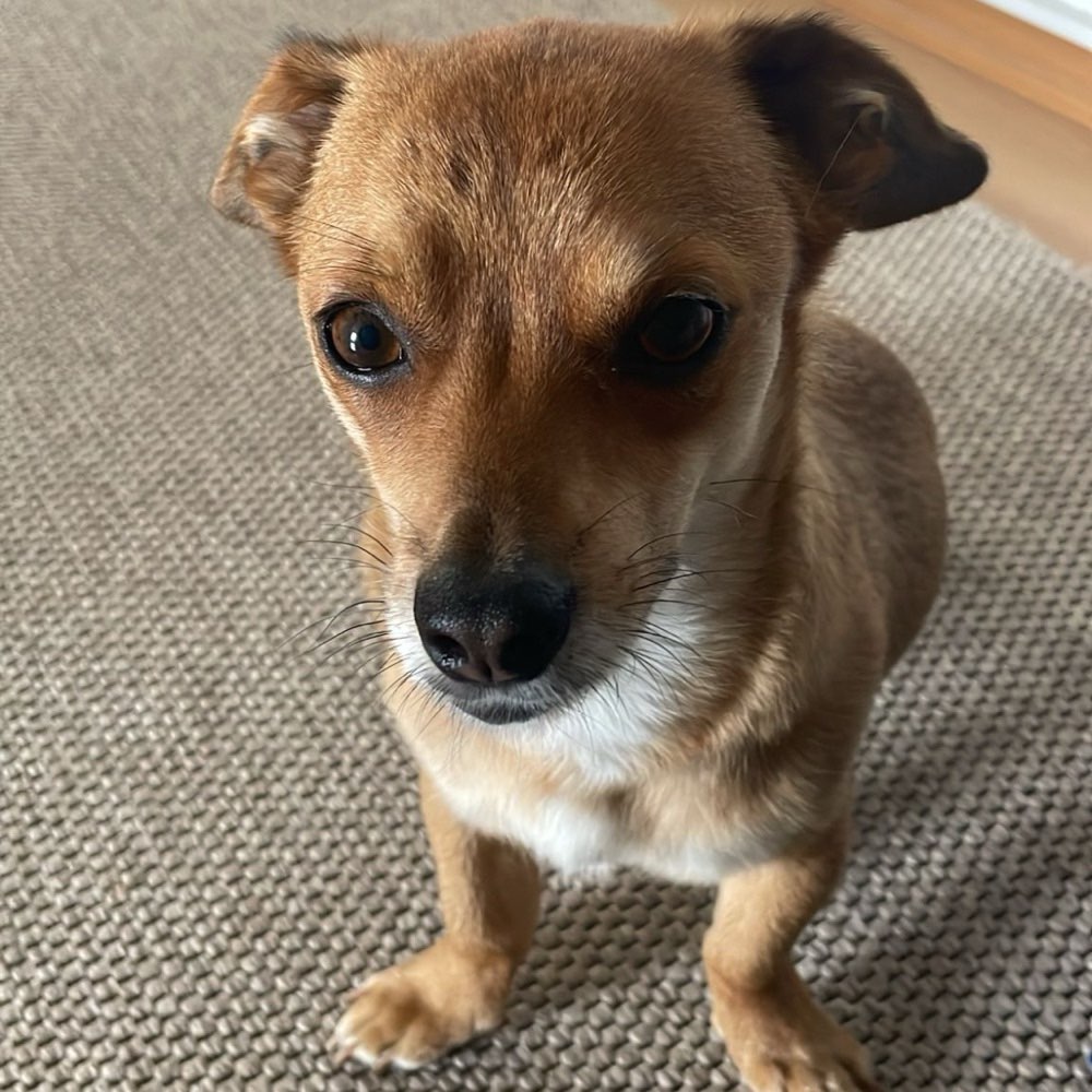 Hundetreffen-Gemeinsame Runden 🐶-Profilbild