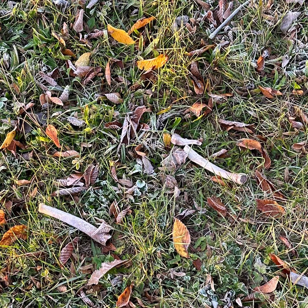 Giftköder-Knochen-Profilbild