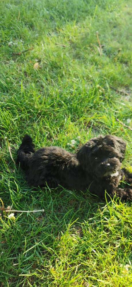 Hundetreffen-Toy Treffen-Profilbild