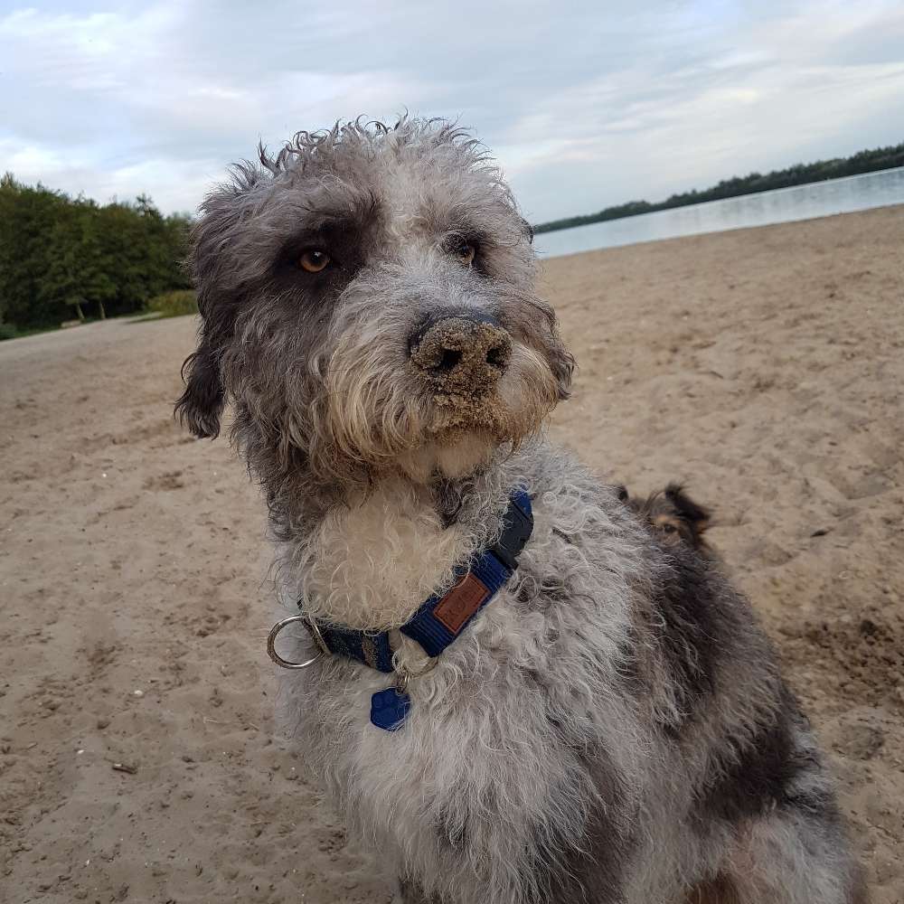 Hundetreffen-Spielpartner gesucht-Profilbild