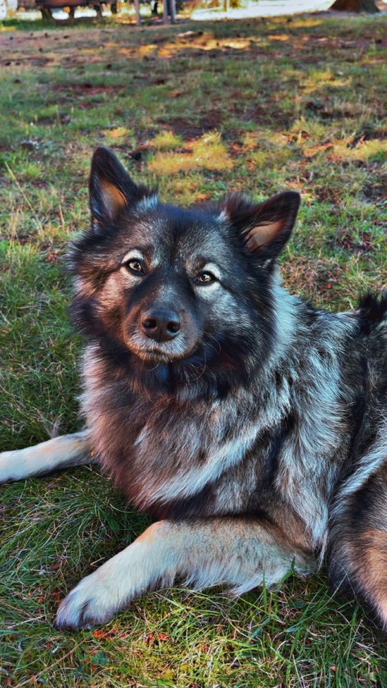 Hundetreffen-Hundefreunde gesucht-Profilbild