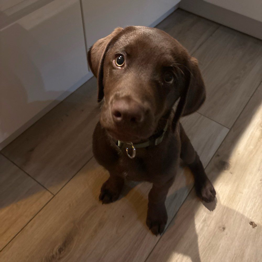 Hundetreffen-Labrador Welpe sucht gute Sozialkontakte-Profilbild