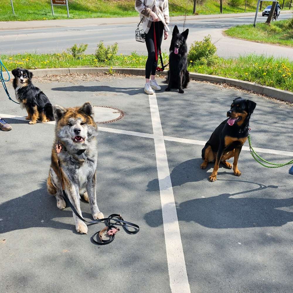 Hundetreffen-Gemeinsames spazieren gehen-Profilbild