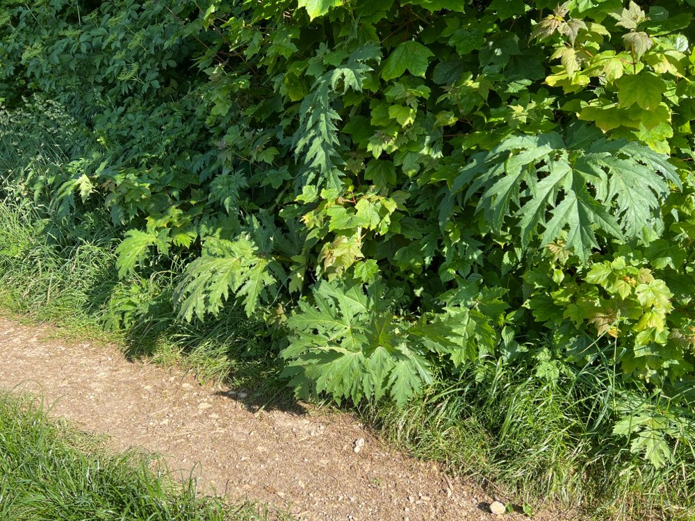 Giftköder-Riesenbärenklau-Profilbild