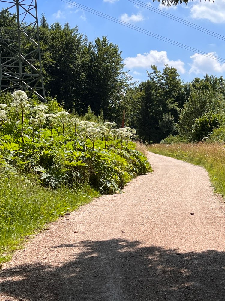 Giftköder-Bärenklau-Profilbild