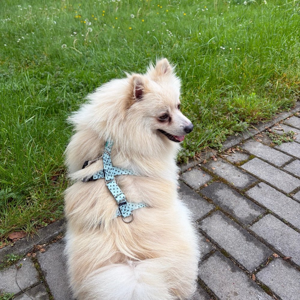 Hundetreffen-Sozialisierung/Gassi- und Spieltreffen-Profilbild
