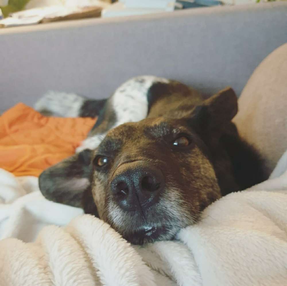 Hundetreffen-Gemeinsame Gassirunden in Kleefeld-Profilbild