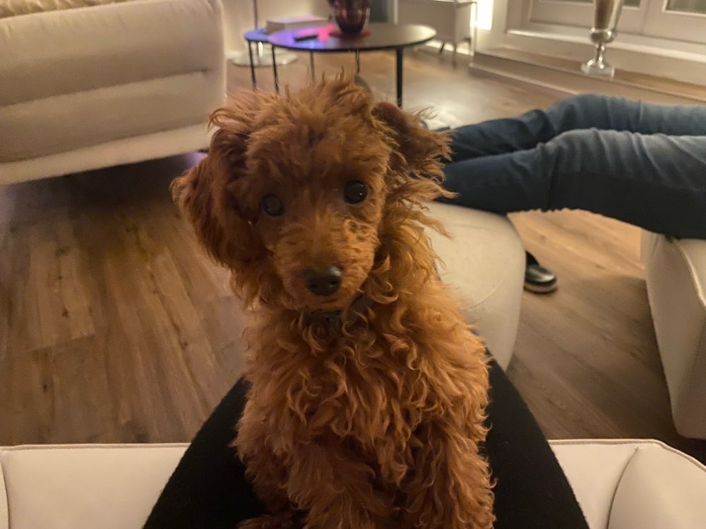 Hundetreffen-Spaziergang mit Welpen-Profilbild