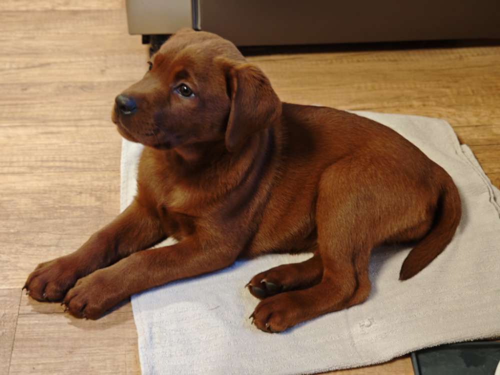 Hundetreffen-Hundefreunde-Profilbild