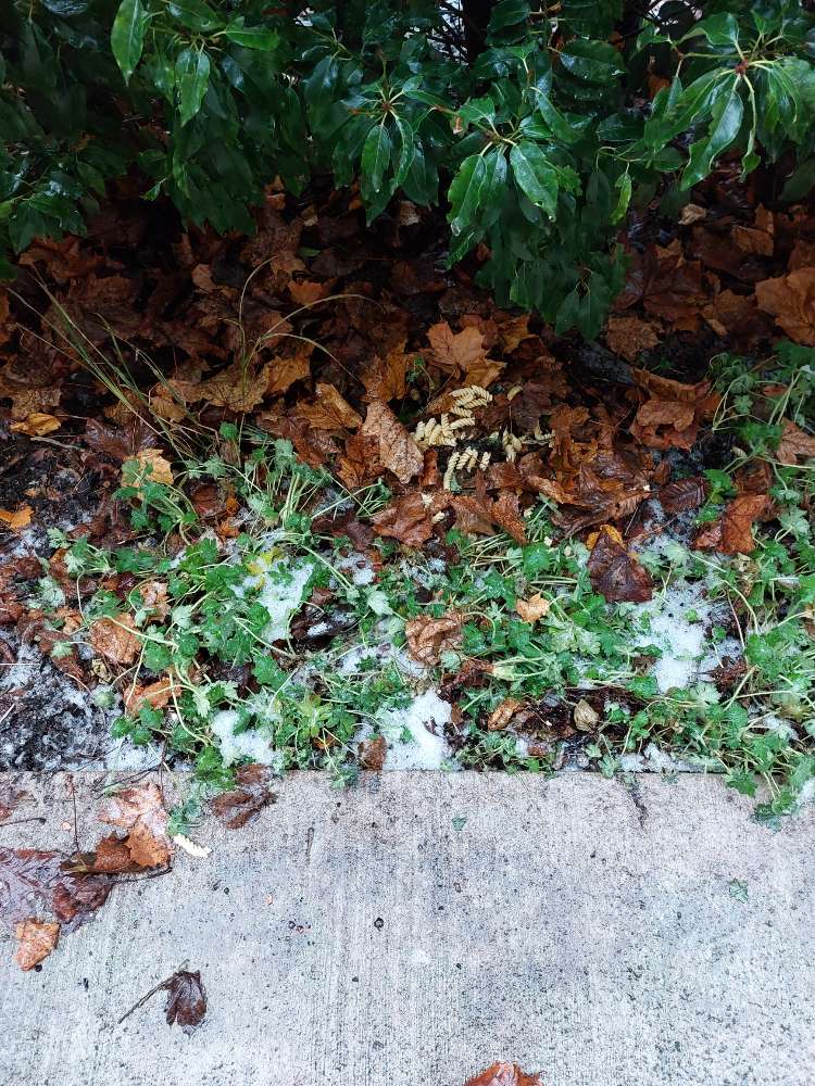 Giftköder-Essensreste/Nudeln im Gebüsch-Profilbild