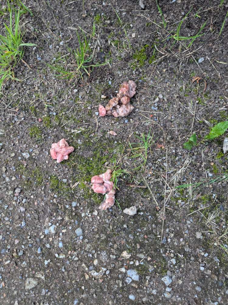 Giftköder-Vermeintlicher Giftköder-Profilbild