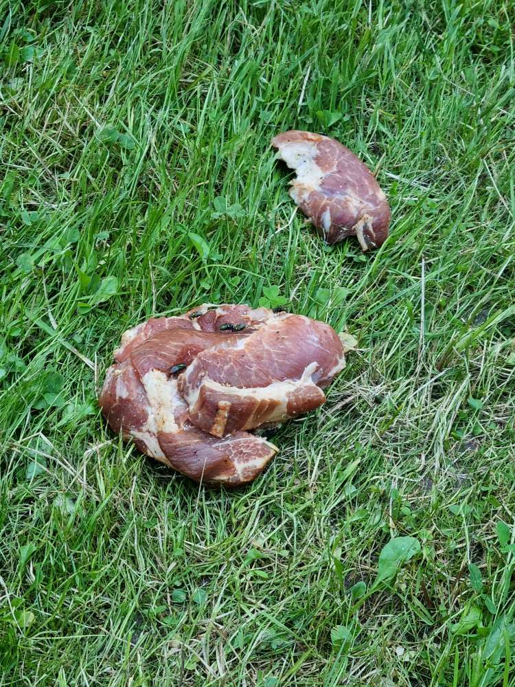 Giftköder-Ausgelegtes Fleisch-Profilbild