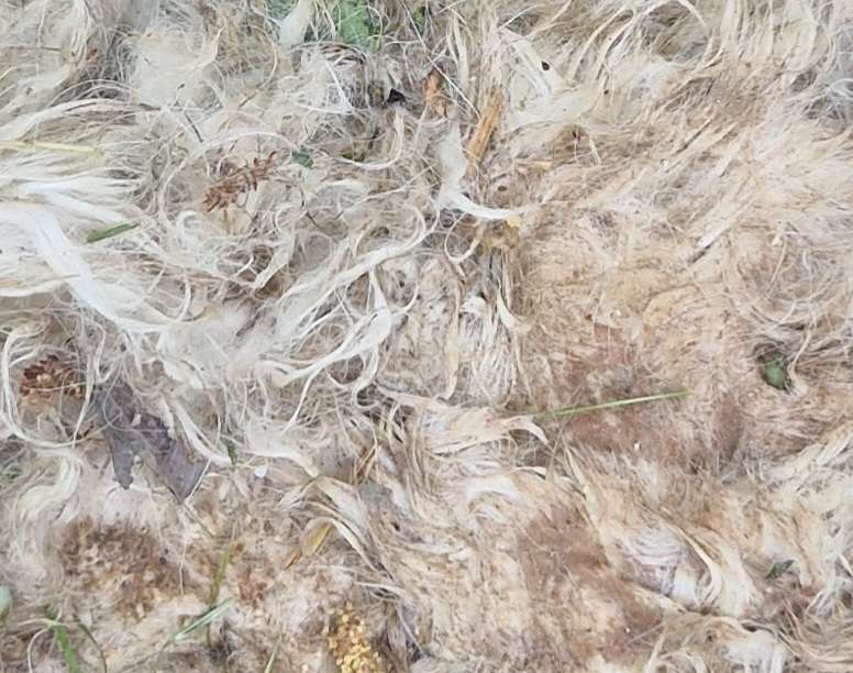 Giftköder-Tier Kadaver-Profilbild