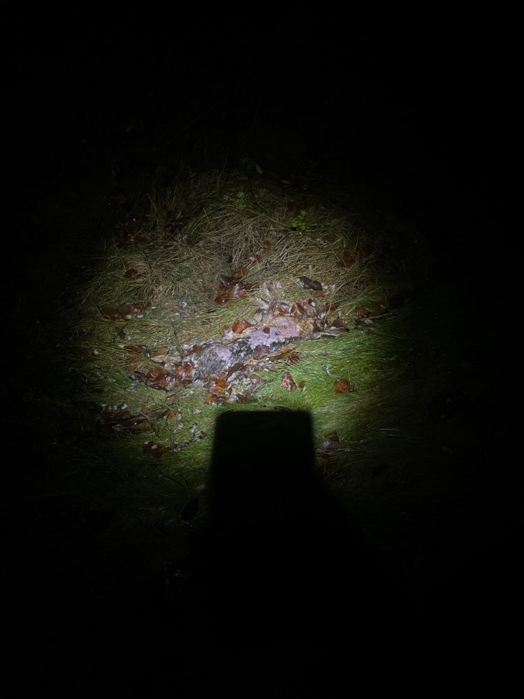 Giftköder-Toter Hase am Vennbahnweg-Profilbild