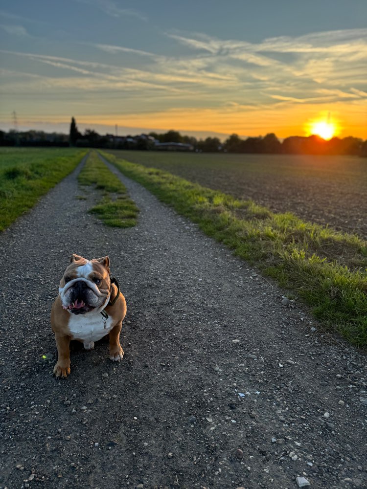 Hundetreffen-Spielgefährten gesucht-Profilbild