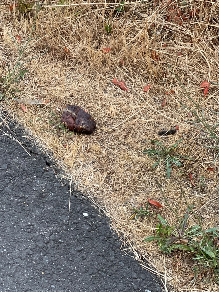 Giftköder-Gegrilltes gammel Steak-Profilbild