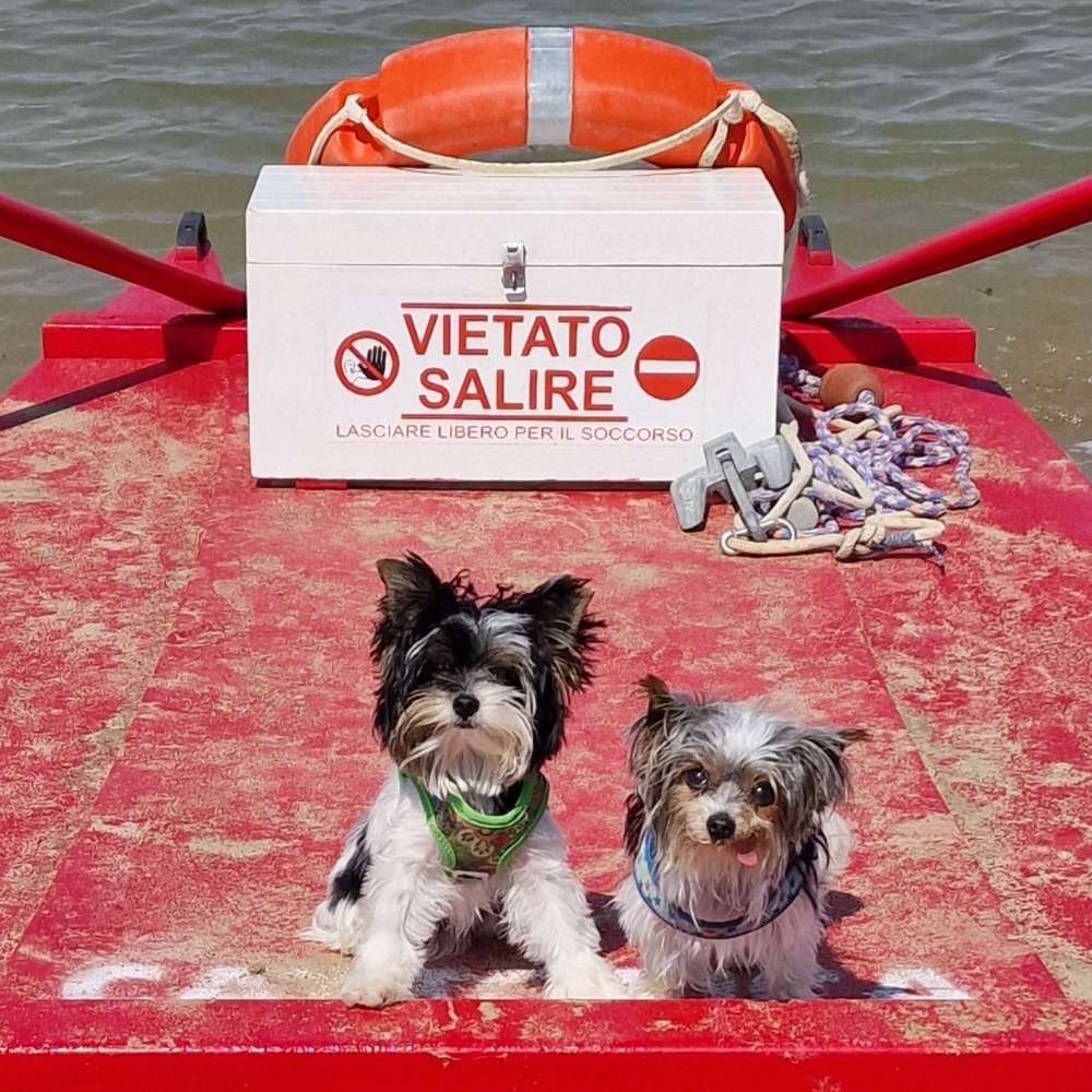 Hundetreffen-Bamberg-Profilbild