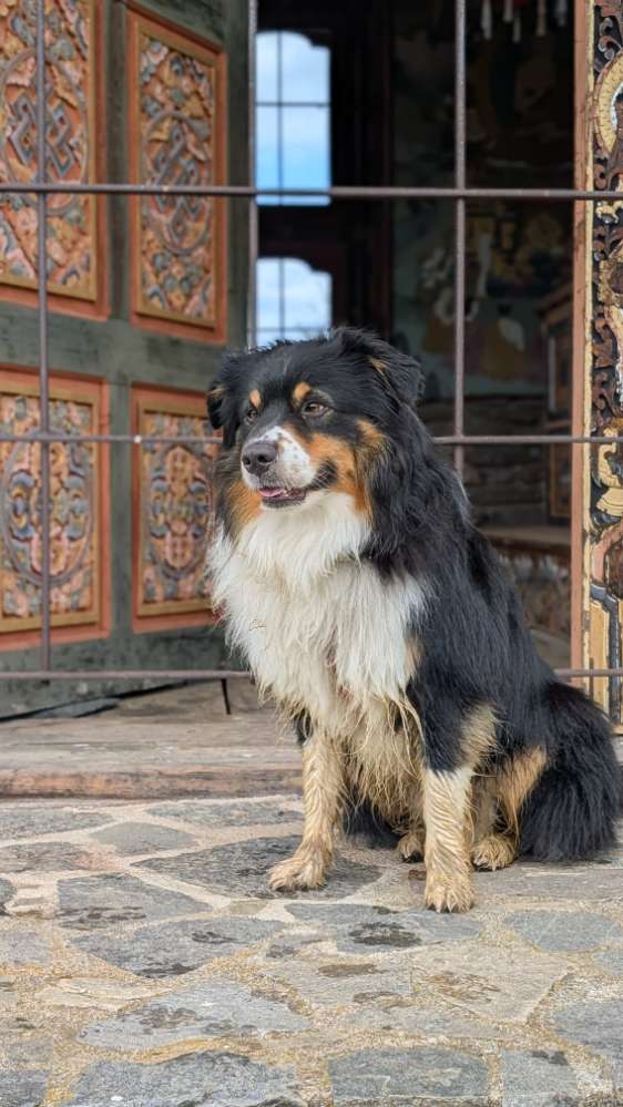 Hundetreffen-Hundetreffen und Freilauf-Profilbild