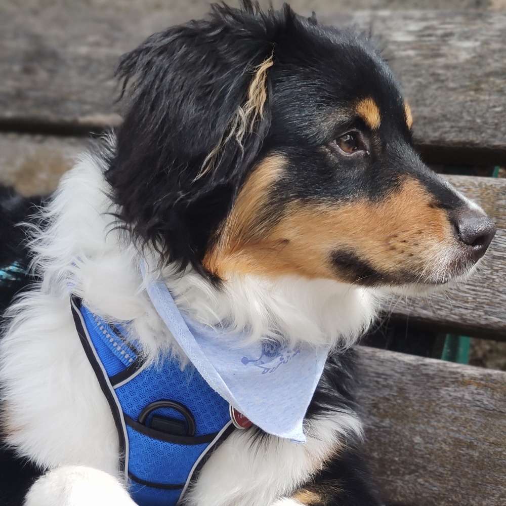 Hundetreffen-Spielpartner gesucht-Profilbild