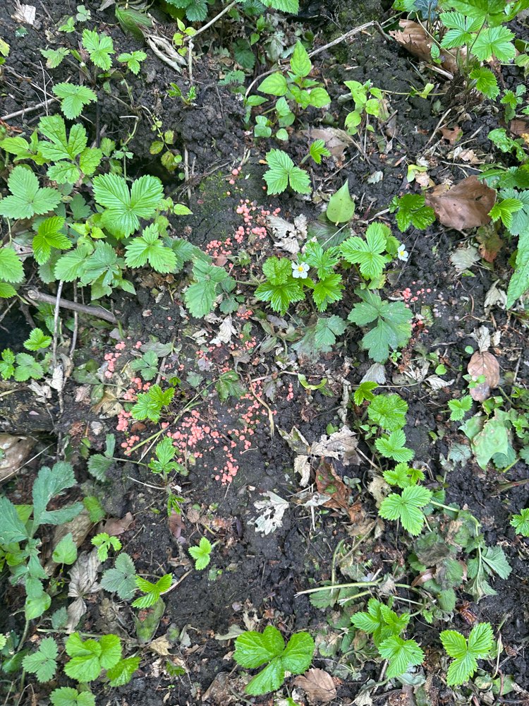 Giftköder-Rosa Körner an einem Fleck, Rattengift?-Profilbild