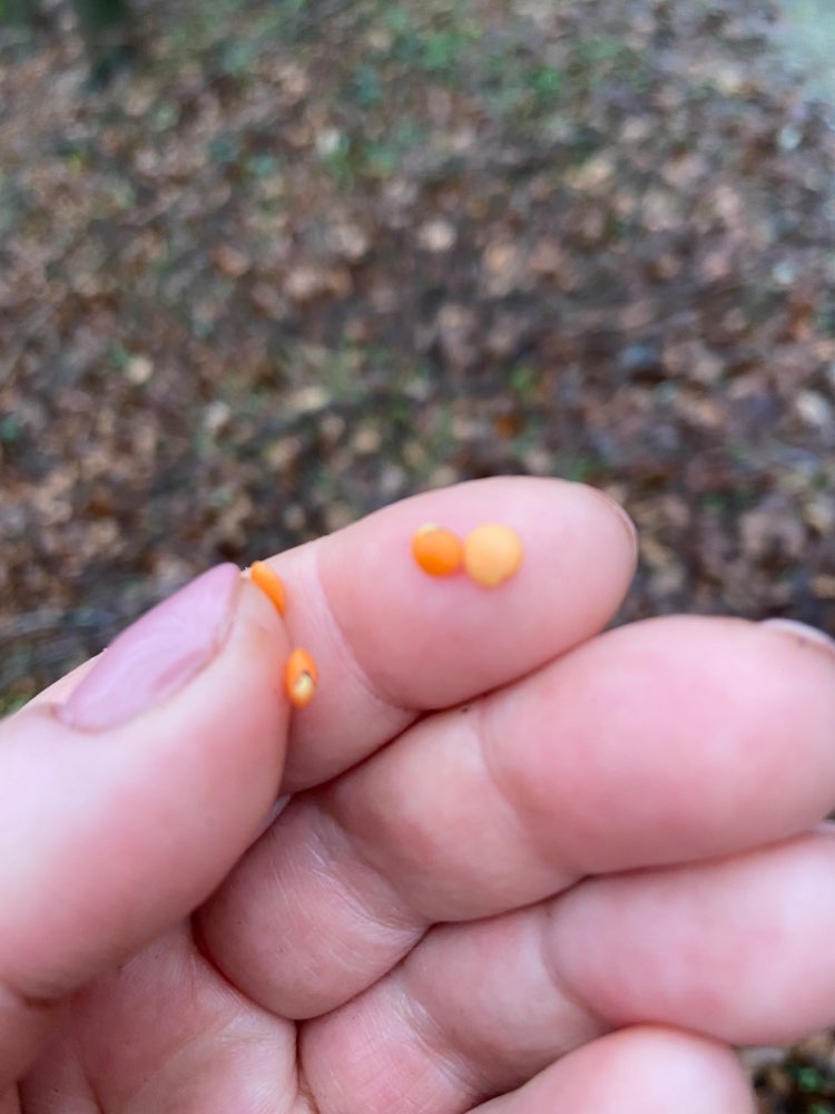 Giftköder-Evtl. Gift-Profilbild