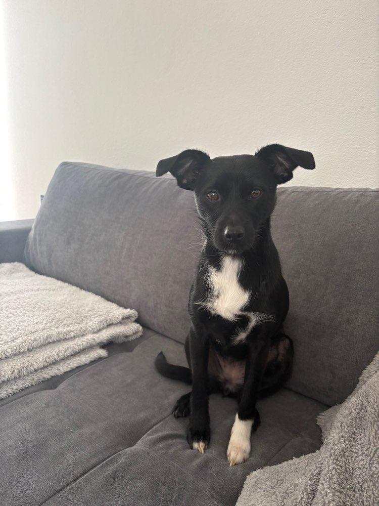 Hundetreffen-Spaziergänge-Profilbild