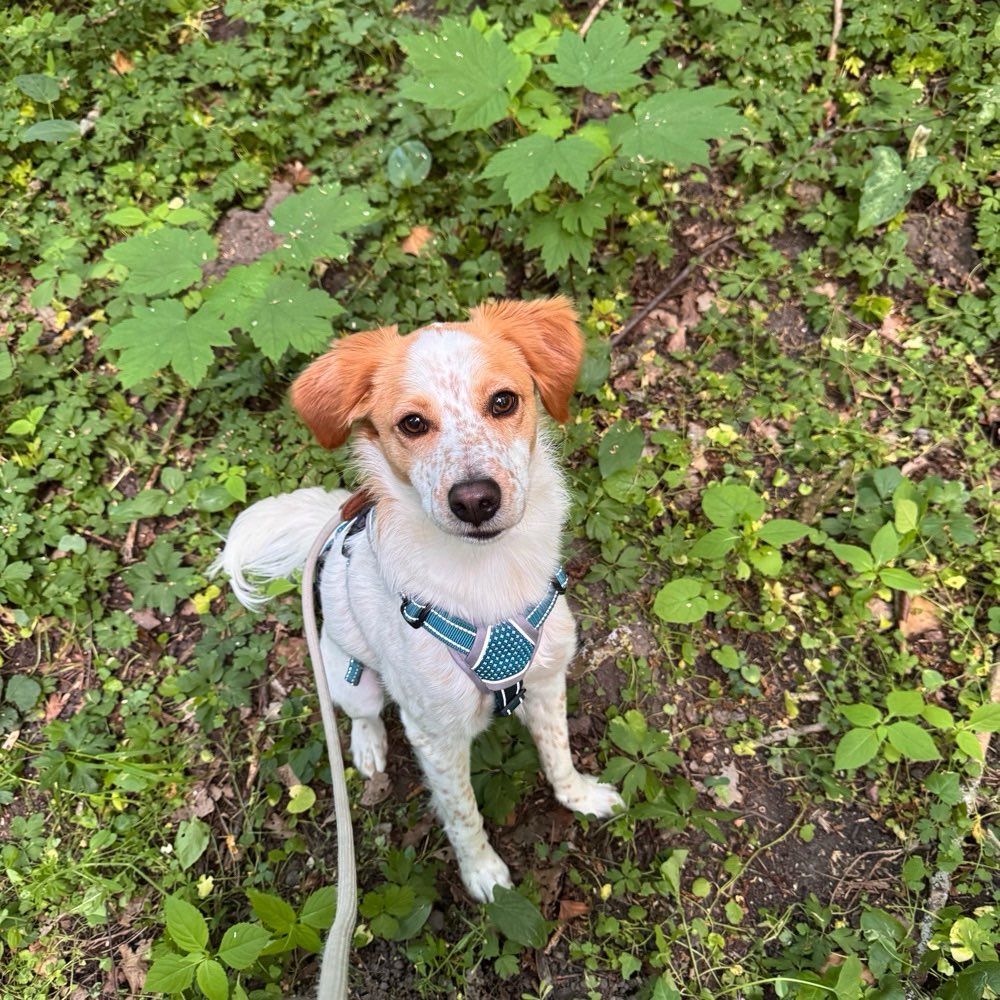 Hundetreffen-Gassirunde/Spieltreffen-Profilbild