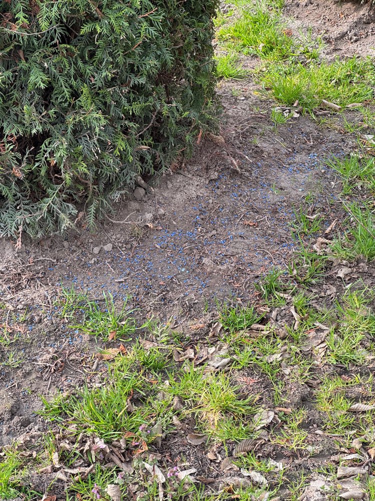 Giftköder-Blaukorn vor der Baumschule-Profilbild