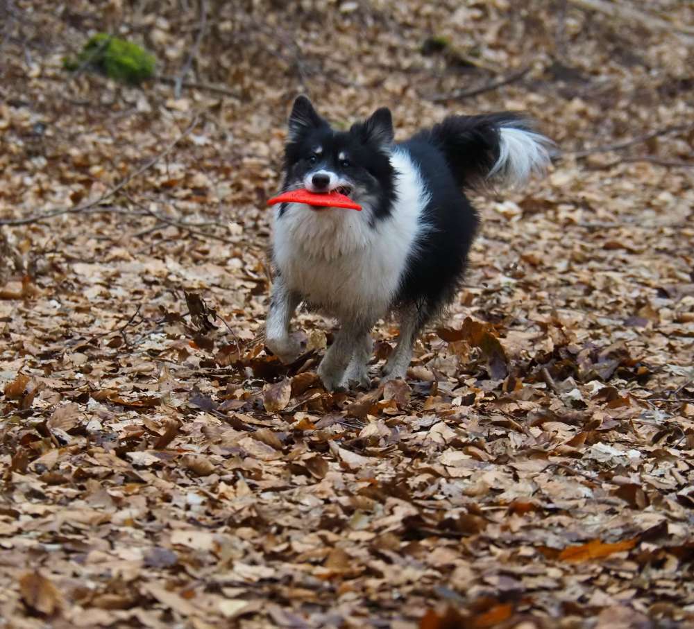 Hundetreffen-Gemeinsame Gassirunde-Profilbild