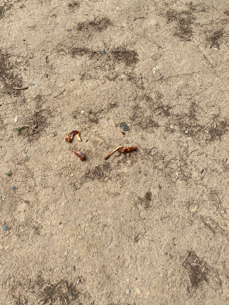 Giftköder-Rohes Fleisch-Profilbild