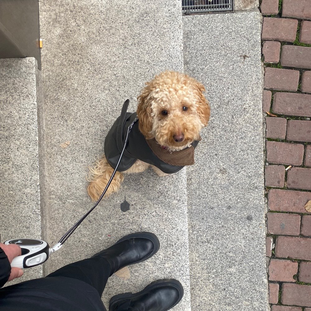 Hundetreffen-Begegnungstraining und Social Walk-Profilbild