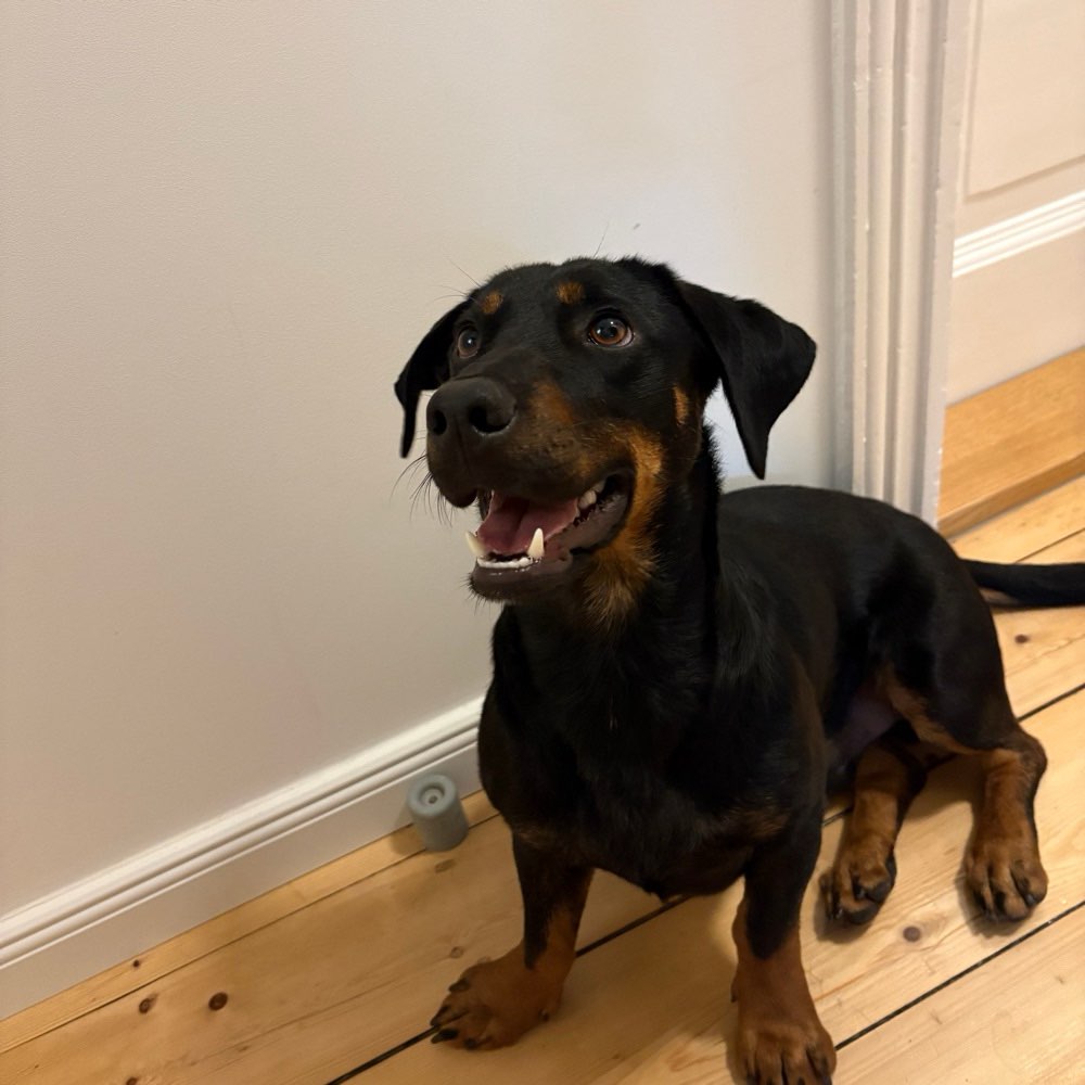 Hundetreffen-Playdate/Spielpartner gesucht 🐾-Profilbild