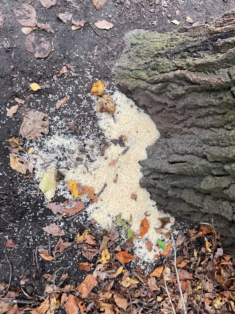 Giftköder-Giftköder mit Ungekochtem Reis-Profilbild