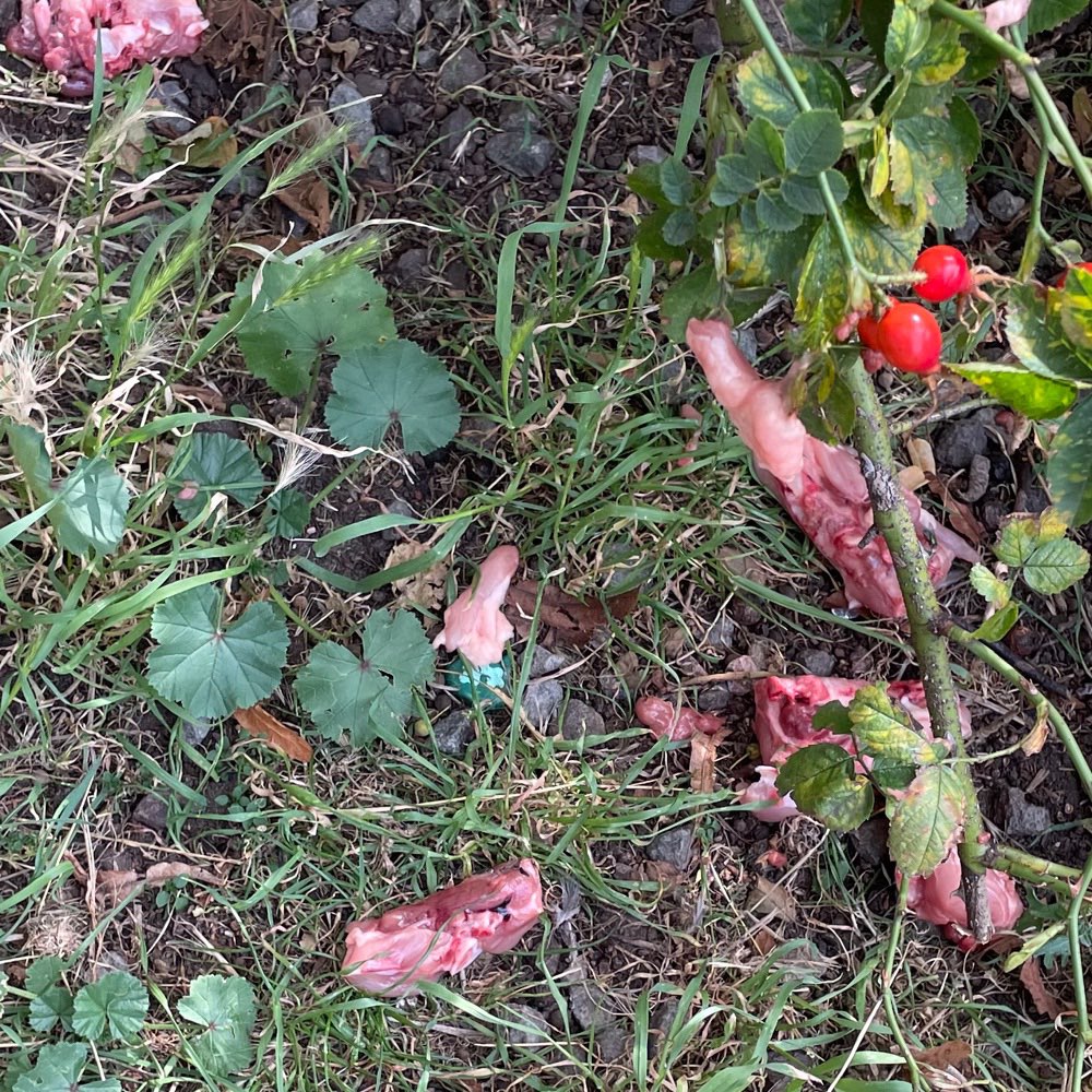 Giftköder-Fleischstücke-Profilbild