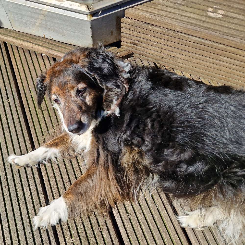 Hundetreffen-Aktive SeniorHunde zum Treffen gesucht-Profilbild