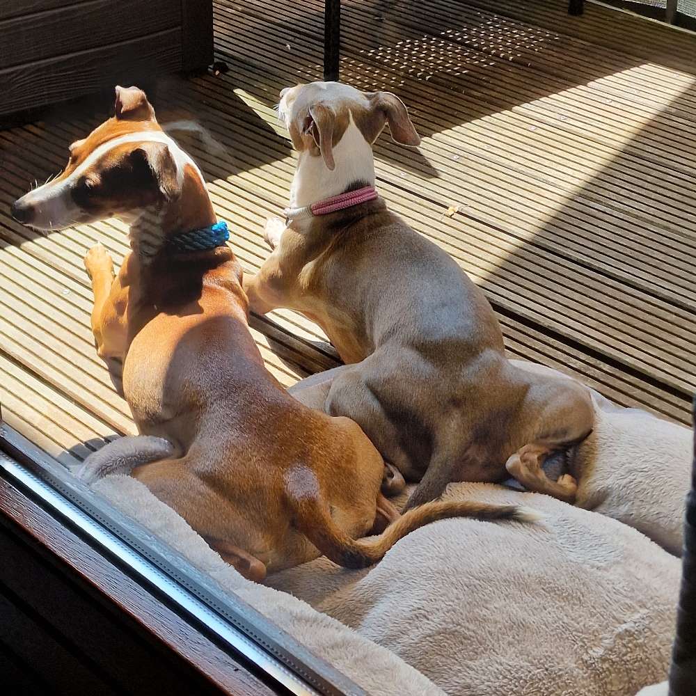 Hundetreffen-Treffen kleine Hunde Reutlingen-Profilbild