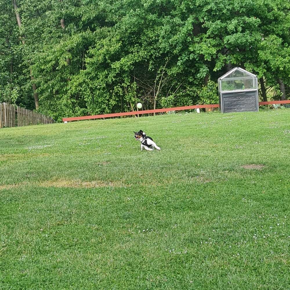 Hundetreffen-Treffen für ausgiebige Spaziergänge und/oder Spielen-Profilbild