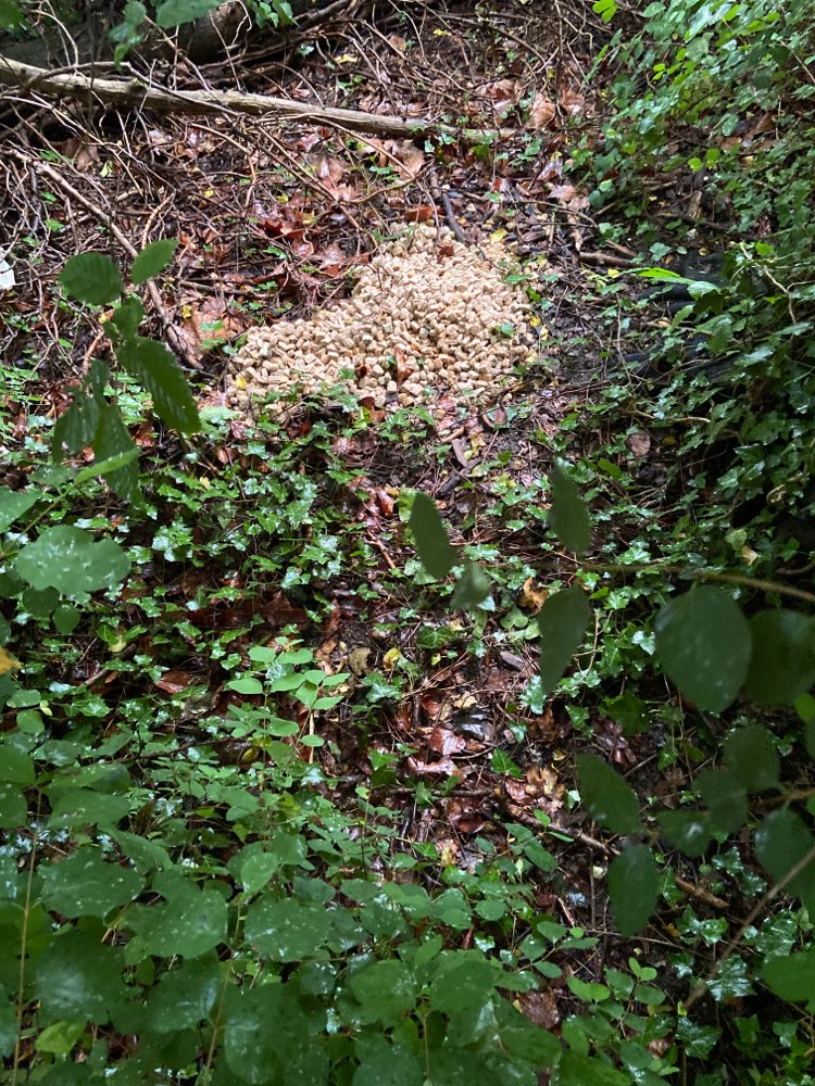 Giftköder-Giftköder-Profilbild