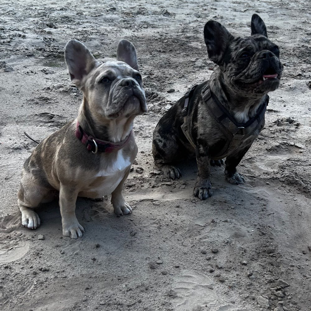 Hundetreffen-Kleinhundetreff in Vechta 😊-Profilbild