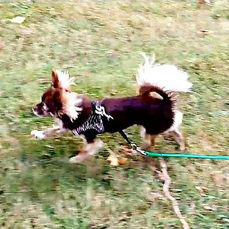 Hundetreffen-Gesucht wird ein souveräner, ruhiger, sanfter Begleithund für Emma für gemeinsame Aktivitäten-Profilbild