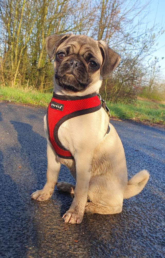 Hundetreffen-Mops Frieda 17Wochen alt sucht Spielgefährten-Profilbild