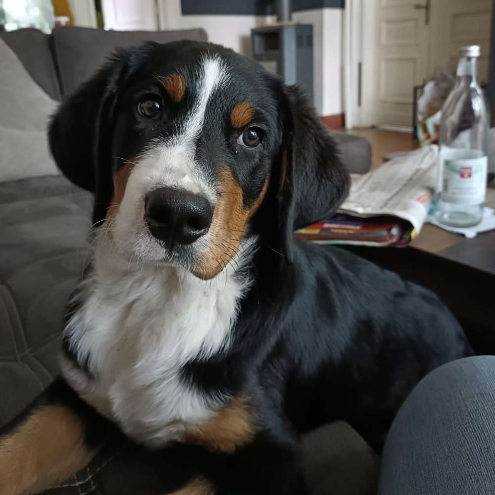 Hundetreffen-Suchen Spielgefährten-Profilbild